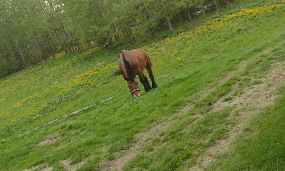 Sprzedam klacz zimnokrwistą