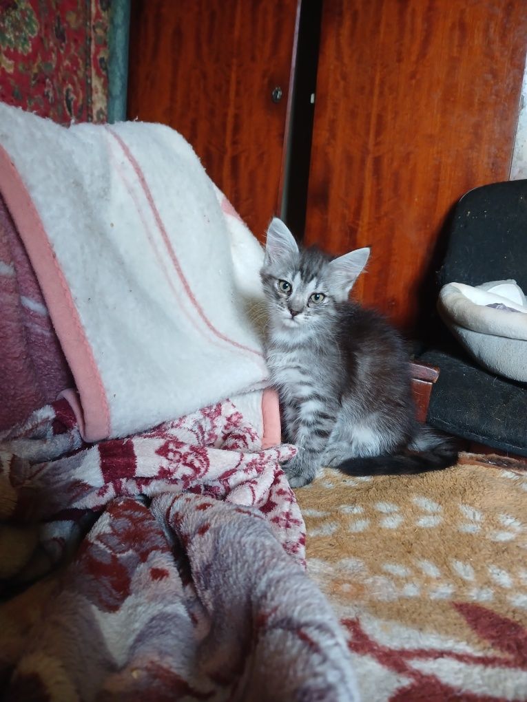 Отдам в хорошие руки котенка