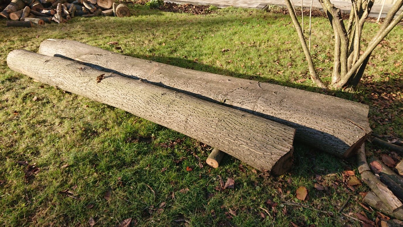 ORZECH WŁOSKI pień na sprzedaż DREWNO