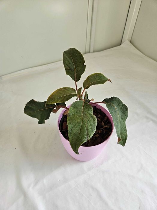 Hortensja bukietowa Hot Chocolate 35cm C2 – krzew ozdobny