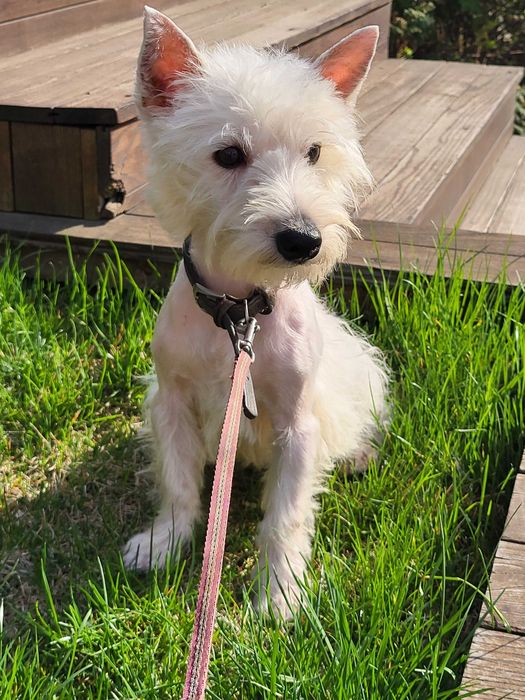 Унікальна пропозиція-цуценя Вест Хайленд Уайт Тер'єр, для виїзду