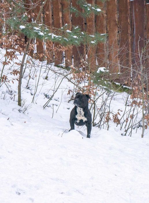 Staffordshire Bull Terrier staffik Suczka
