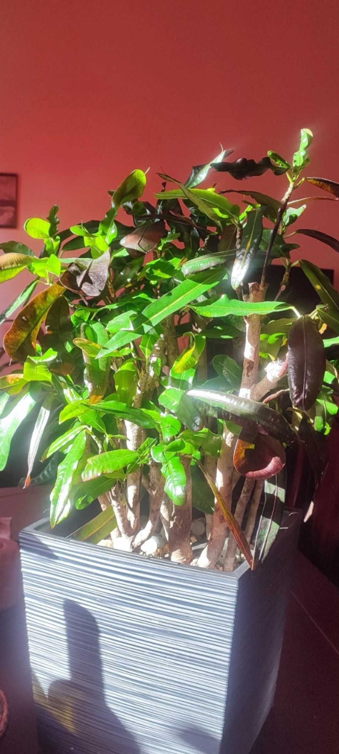 Kroton mammi croton variegata czerwony  duży okaz kwiat domowy