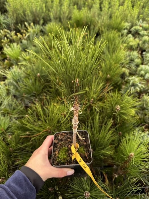 Туя смарагд.Однорічні прищеплені (привиті) хвойні рослини