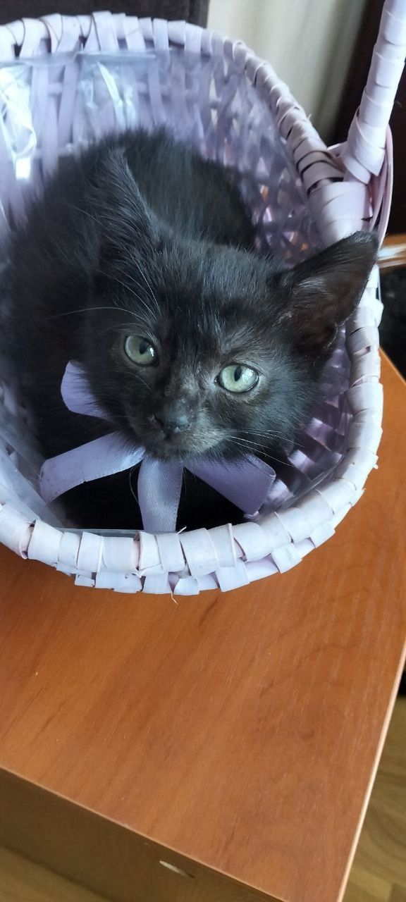 Кошенята 2 міс. хлопчик і дівчинка шукають родину