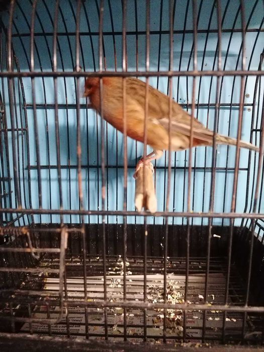 C  A  N  A  R  I  O  S