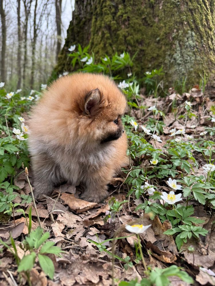 Pomeranian suczka teddy face boo