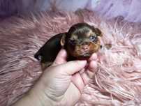 Suczka Chocolate&Tan Yorkshire Terrier czekoladowo-złota -nie Biewer