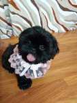 Shih Tzu o  wielopokoleniowym rodowodzie