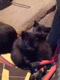 Mały czarny kotek pilnie szuka domu