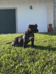 American Bully Pocket