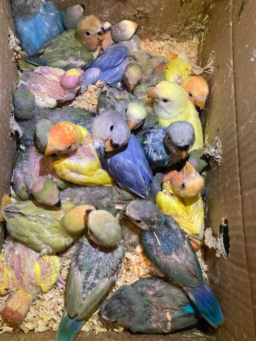 Agapornis Roseicollis Domesticados ( Loja Profissional )