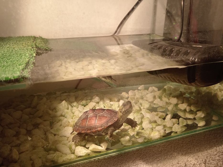 Piękny Żółw Chiński z terrarium i akcesoriami