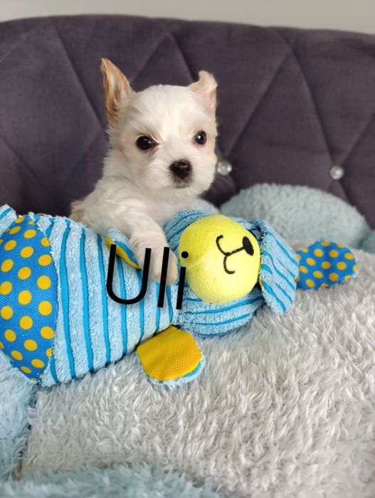 Malutki chłopczyk Golddust Yorkshire terrier