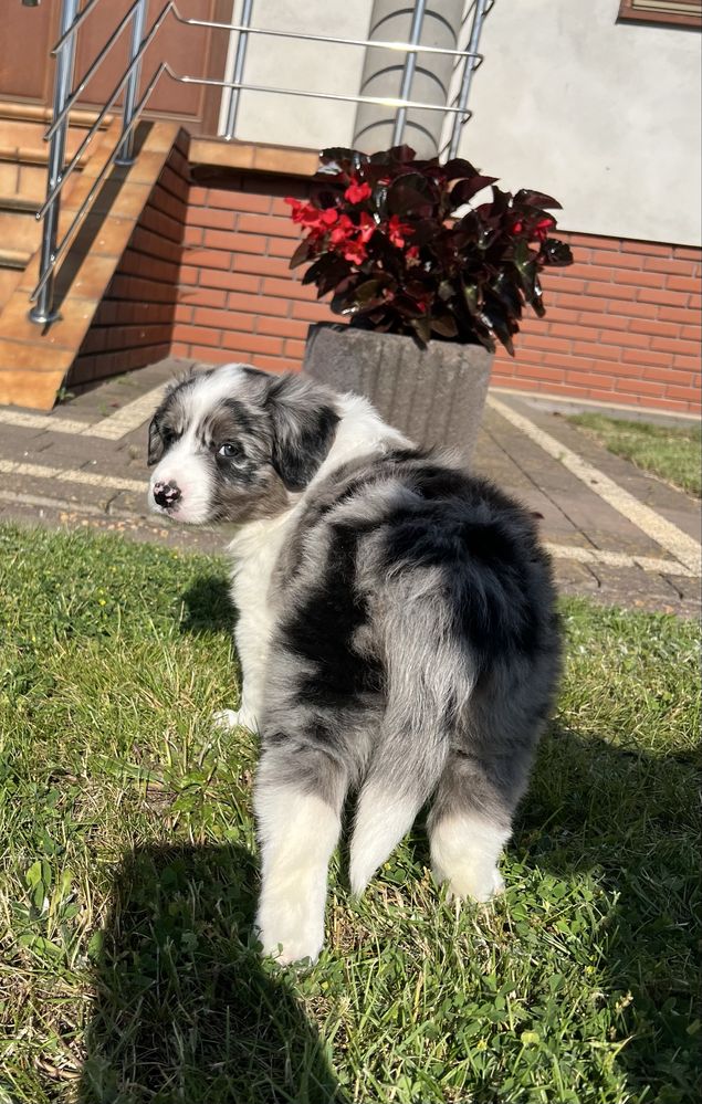 Border Collie - Piesek Blue Merle