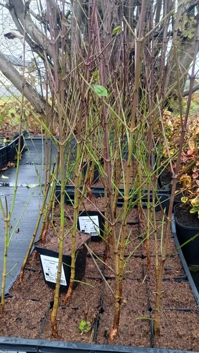 Dereń jadalny 6 odmian