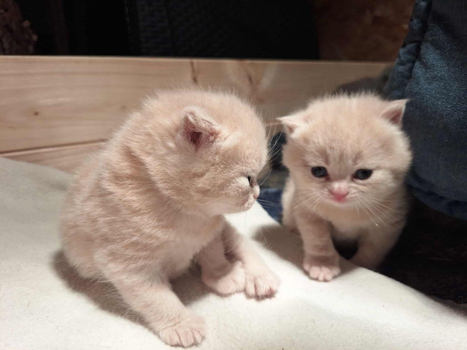 Kot brytyjski  kremowy. Rodowód FPL odbiór - grudzień