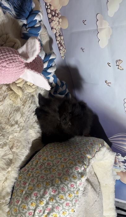 Pomeranian mini chłopczyk