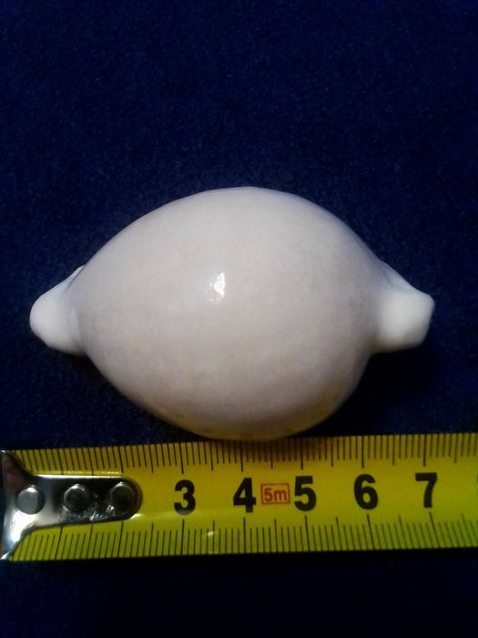 Ракушки океанские