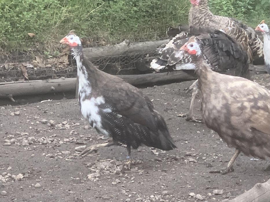 Perlice różne barwy