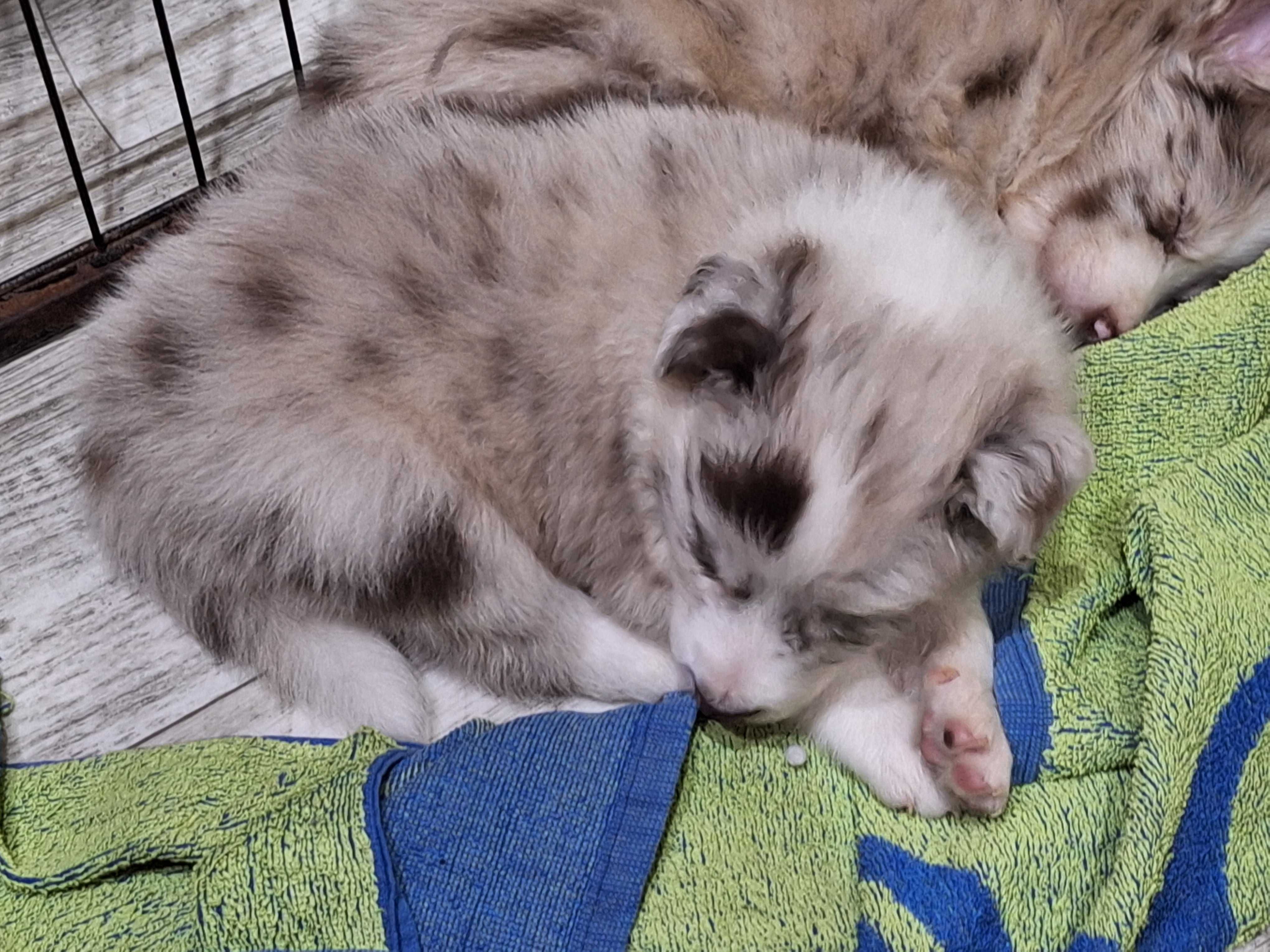 Piesek Border Collie Red Merle