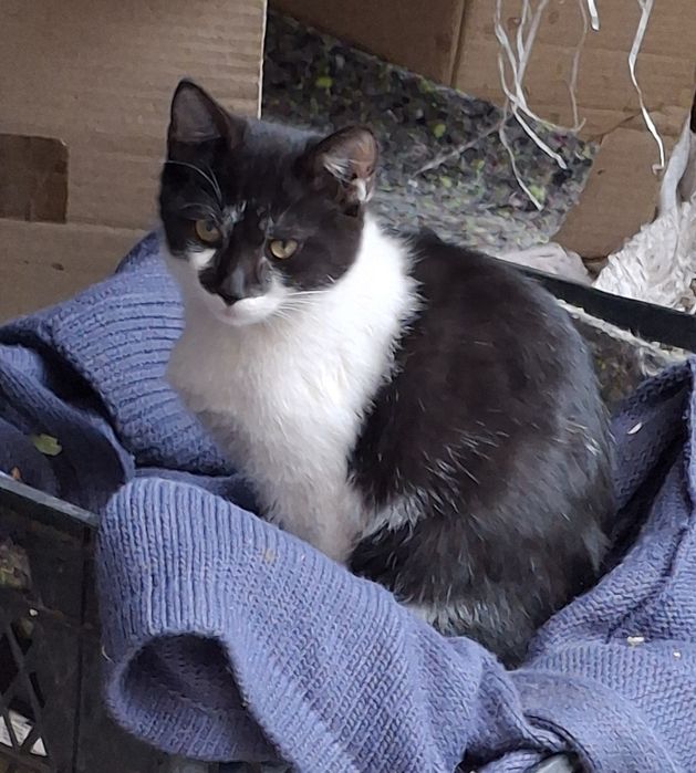 Кошеня дівчинка, 3.5 міс