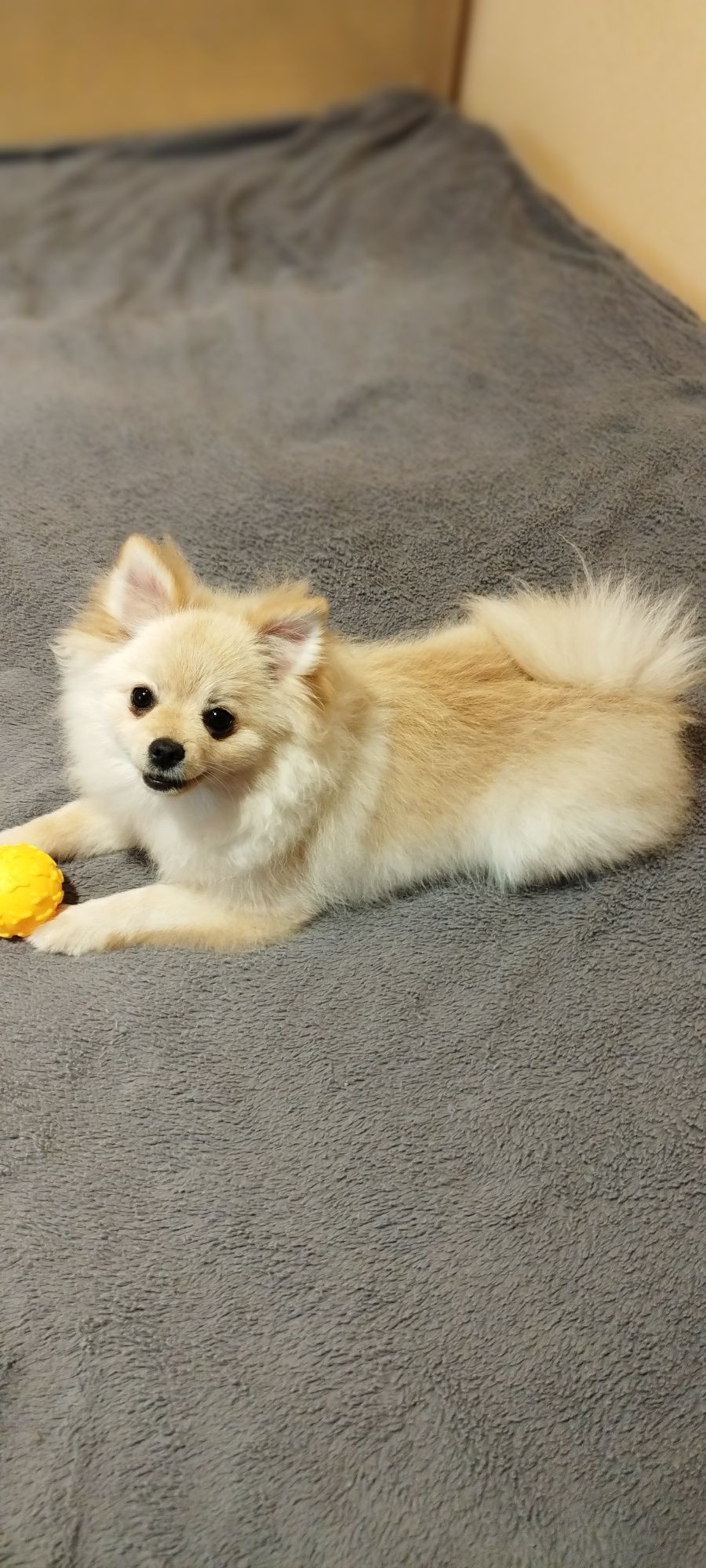 Szpic miniaturowy pomeranian chłopiec samiec