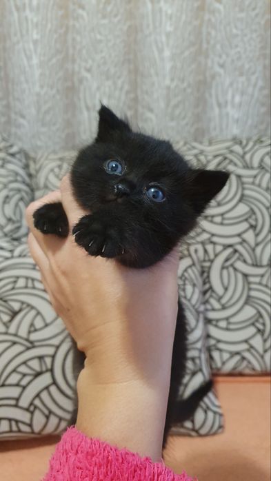 Кошеня чорне 1,5 міс дівчинка