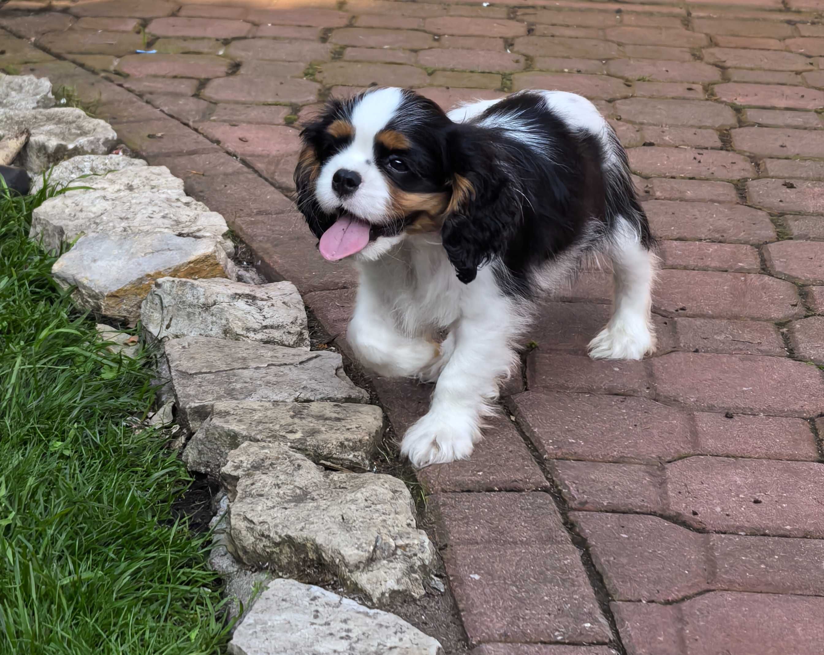 Cavalier King Charles spaniel FCI ZKwP po imp. Włochy
