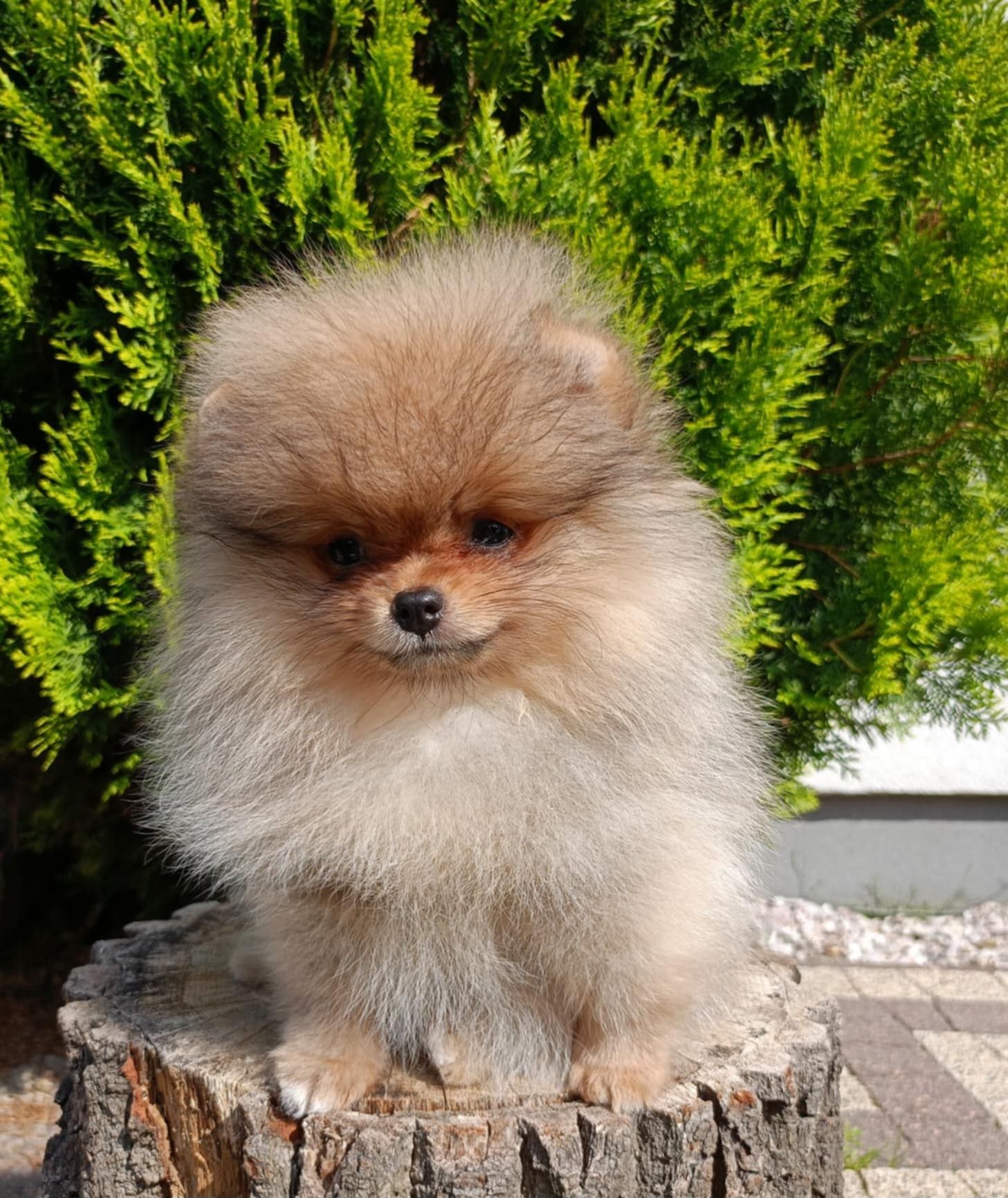 Pomeranian suczka