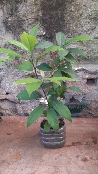 Abacateiro 4 Anos