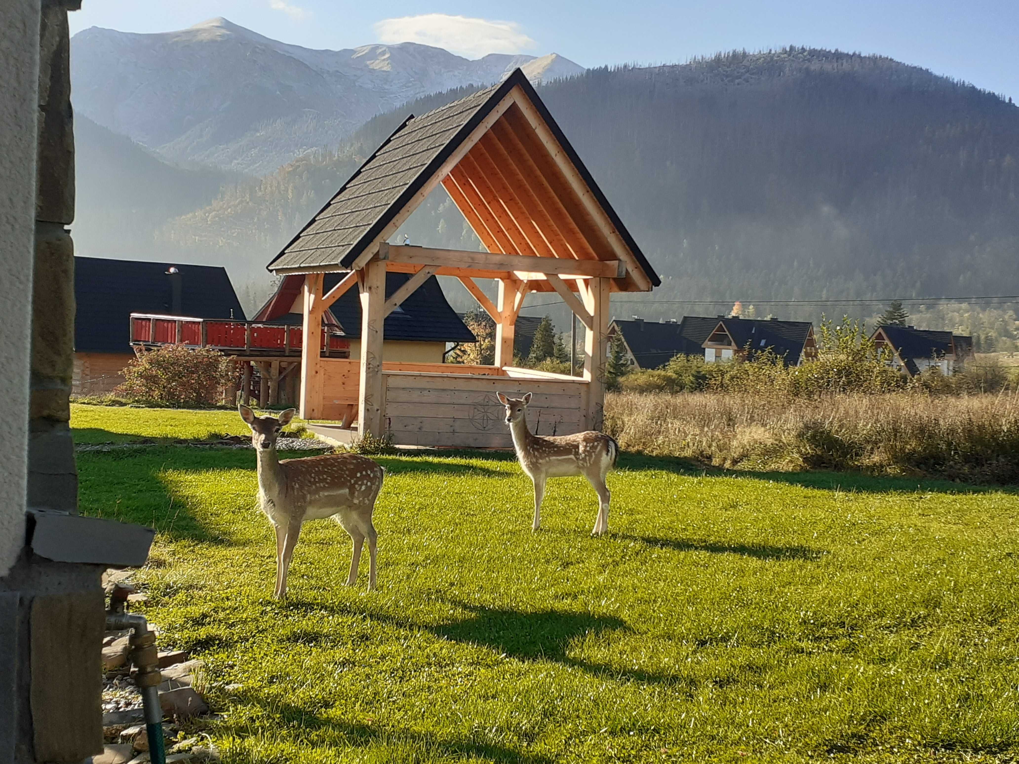 Apart nr 5 z widokiem Zakopane/Kościelisko weekend wakacje Boże Ciało