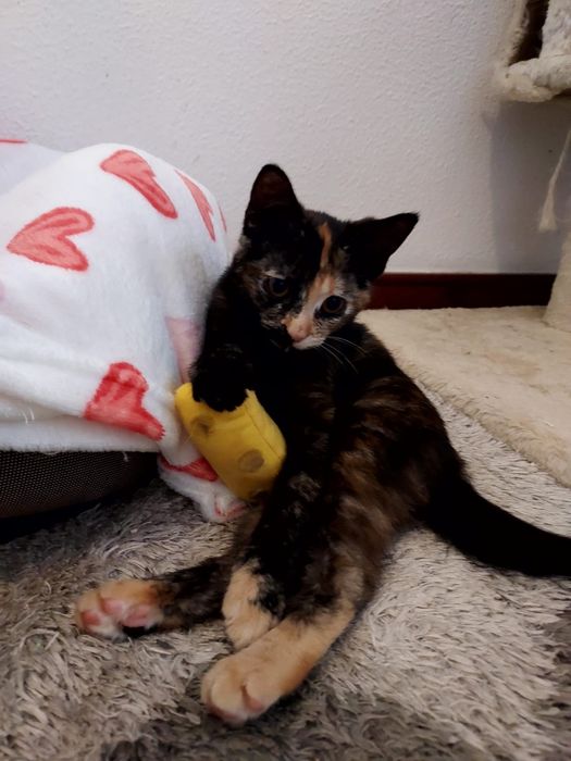 Gatinha para adoção
