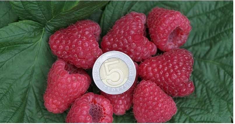 Sadzonki maliny jesiennej Map.