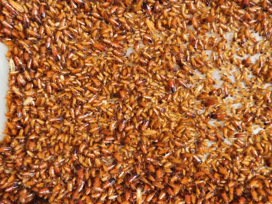 1k wylęgu i 400 0,5-1,5 cm karaczanów tureckich