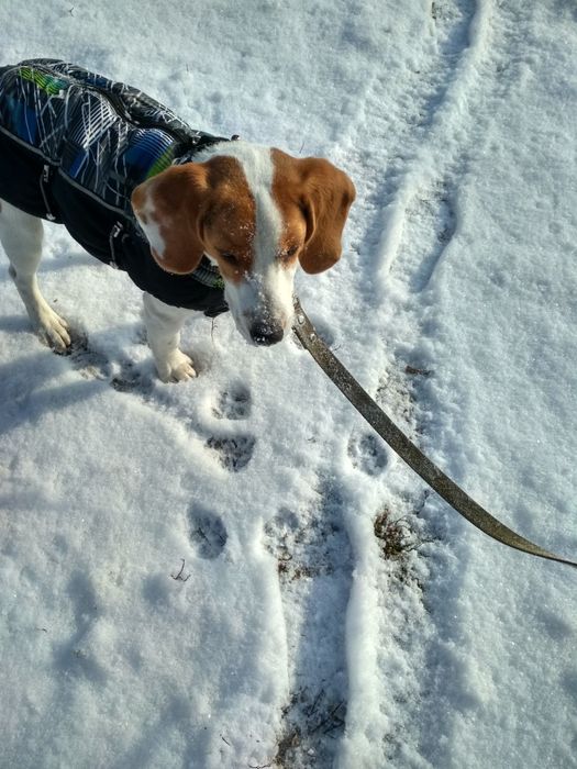 Предлагаю к вязке кобеля бигля