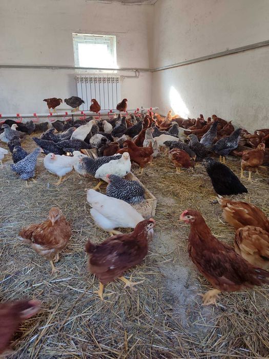 Острожець! ПРОДАМ КУРИ несушки! доставка безкоштовна!