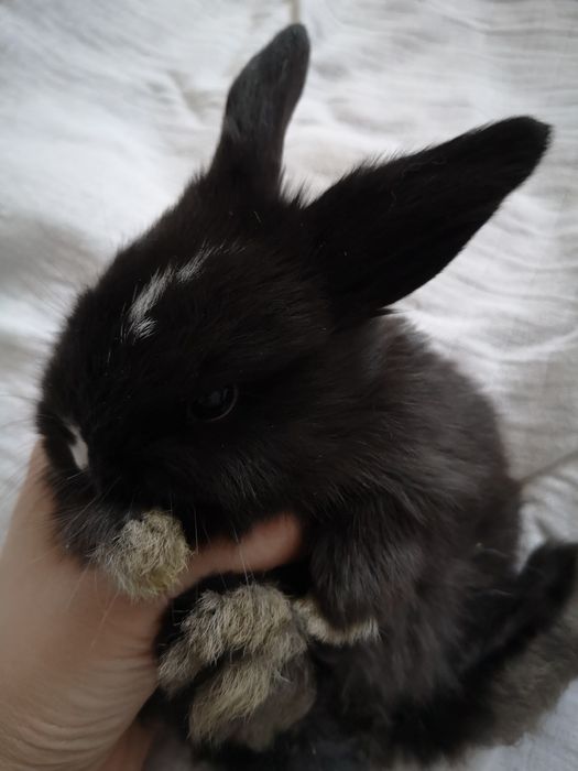 Króliczek mini lop