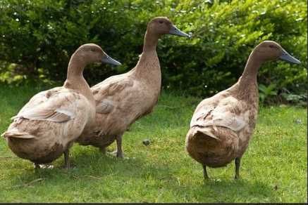 Patos Khaki Campbell