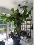 Ficus lyrata figowiec dębolistny fikus liroslistny roślina doniczkowa