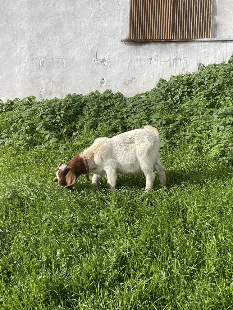 Bode Puro Boer 10 meses