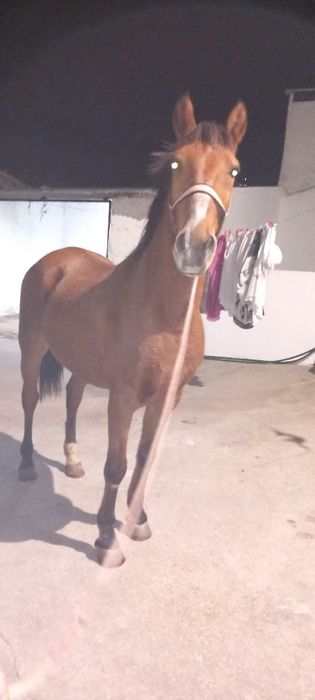 Cavalo castrado bem montado com escola