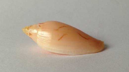 Muszle morskie- Amoria molleri reducta