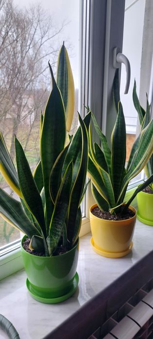 Продам сансев’єрію в горшках.