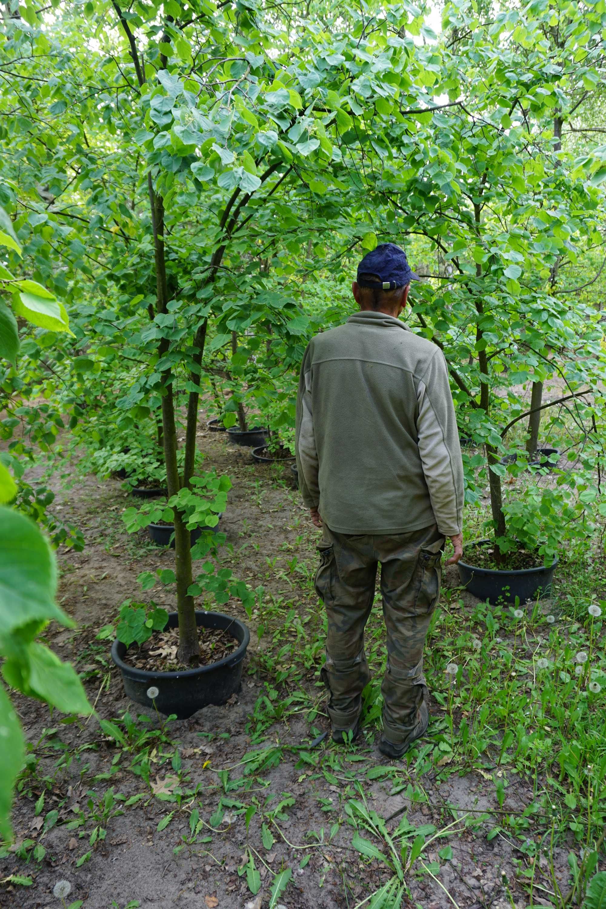 200-300cm lipa szerokolistna _ lipa wielkolistna _ Tilia platyphyllos