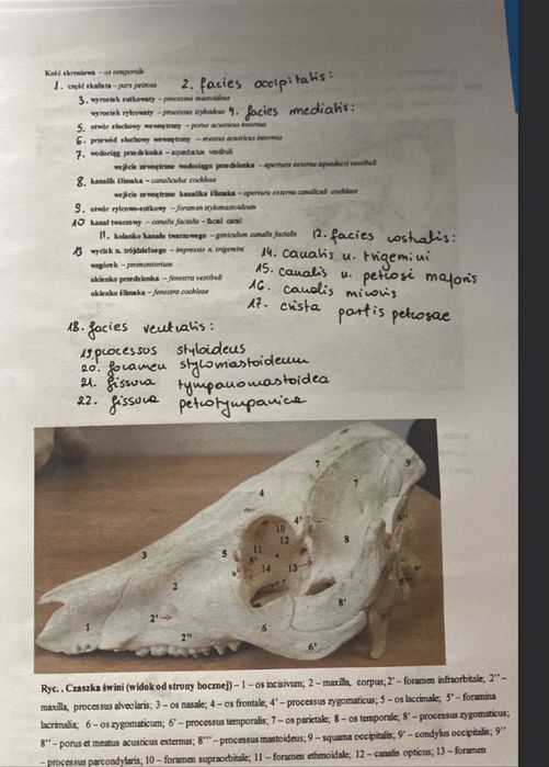 Pakiet notatek weterynaria rok 1 kosci anatomia osteologia biochemia