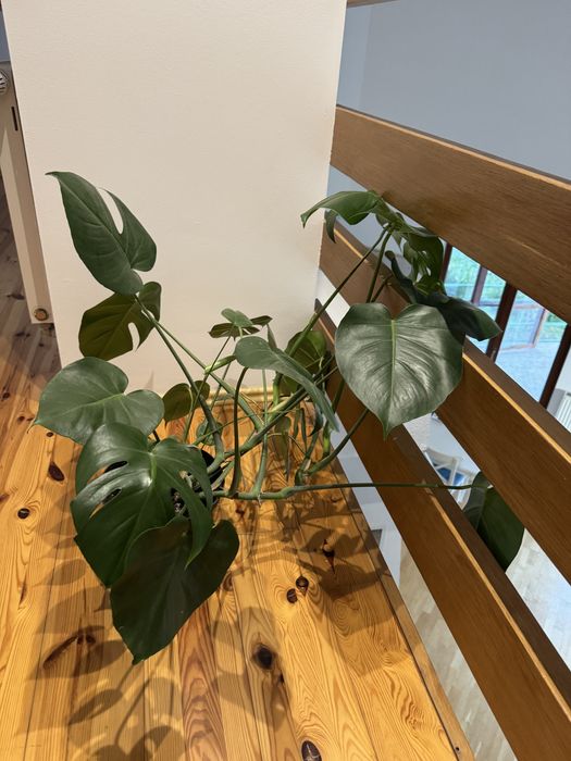 Piekna duza monstera