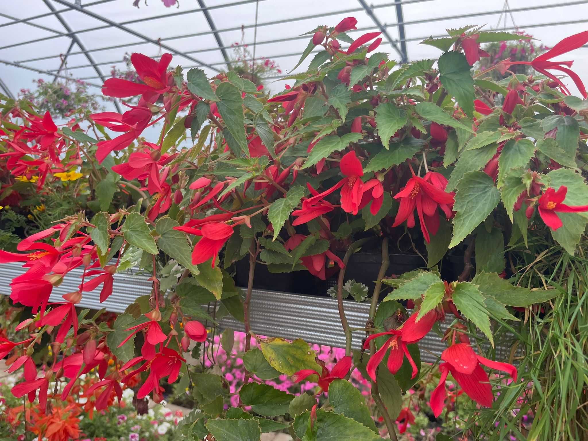 WYPRZEDAŻ / LIKWIDACJA - kwiaty Vista, Pelargonia, Begonia