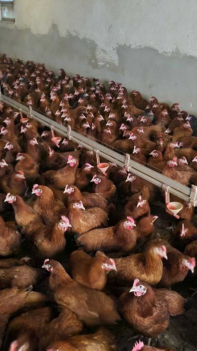 Kury Nioski Rosa 1 Leghorn Messa.Kurki z jajkiem z wolnego-wybiegu.