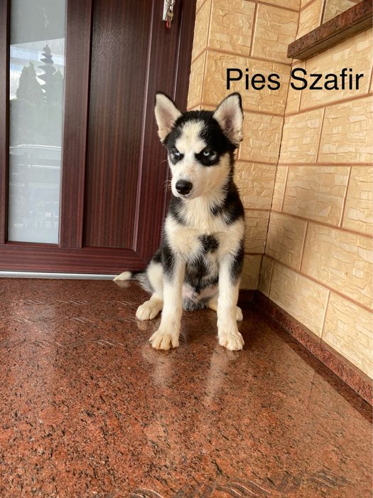 Husky Syberyjski